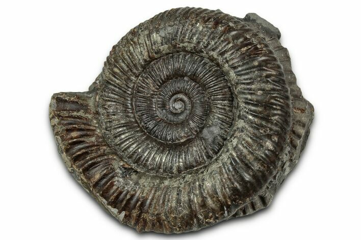 Jurassic Ammonite (Dactylioceras) Fossil - England #351297